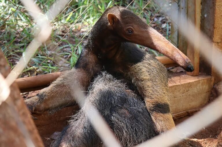 Reserva em Minas Gerais reabilita animais silvestres