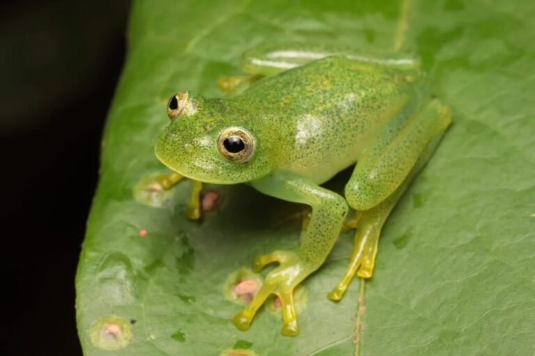 Pesquisadores descobrem perereca-de-vidro inédita no Cerrado