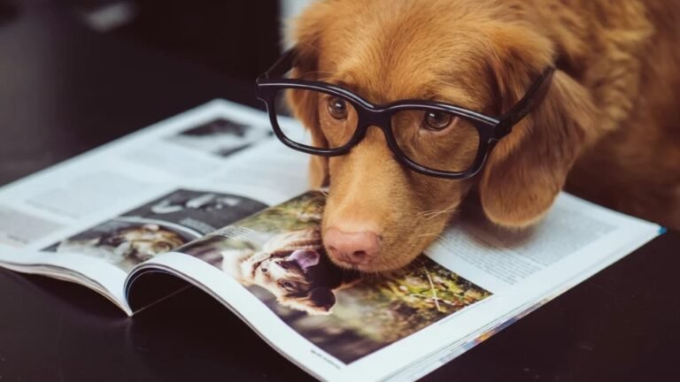 Cães entendem a fala humana? Estudo revela como cérebro animal identifica palavras na fala contínua