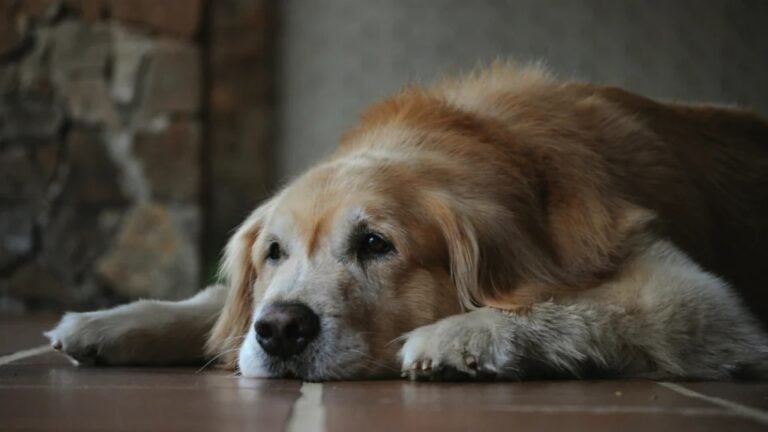 Ciência busca prolongar a vida do cachorro com novas terapias contra o envelhecimento