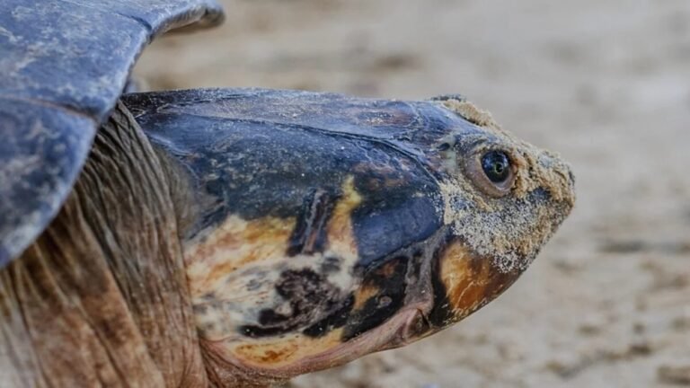 Mais de 80 mil filhotes de tartaruga-da-amazônia nasceram numa só temporada no Pará